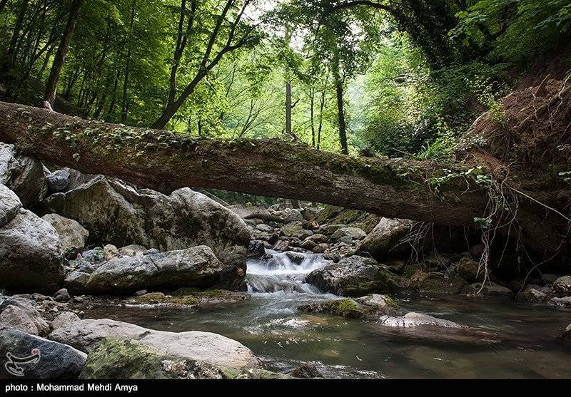 جنگل شیر آباد خان ببین - گلستان