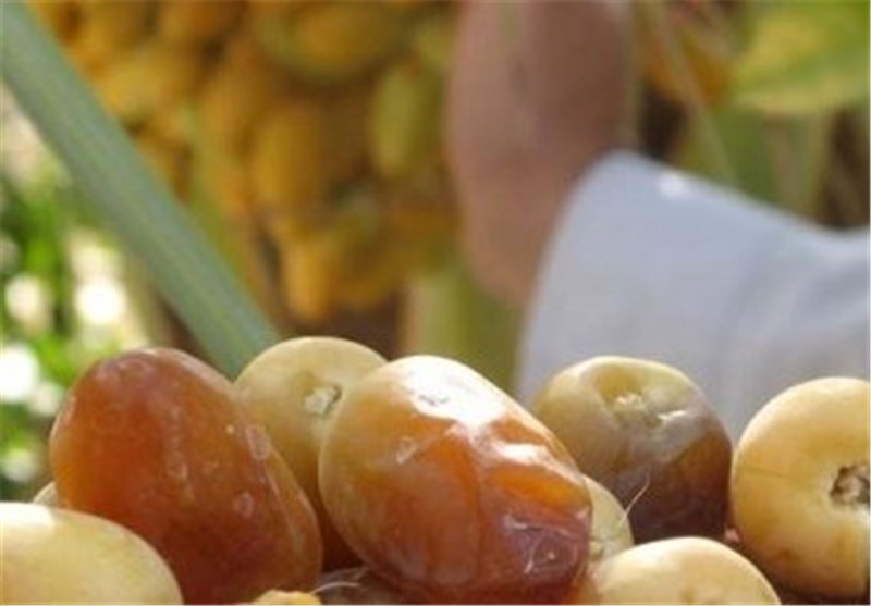 جشنواره غذا و صنایع دستی محصولات خرما در جهرم برگزار می‌شود