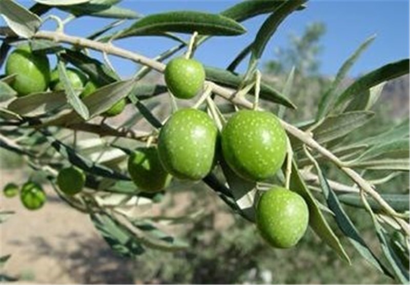 700 تن زیتون در استان گلستان تولید می‌شود