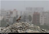 هوای نواحی مرزی استان کرمانشاه غبارآلود می‌شود