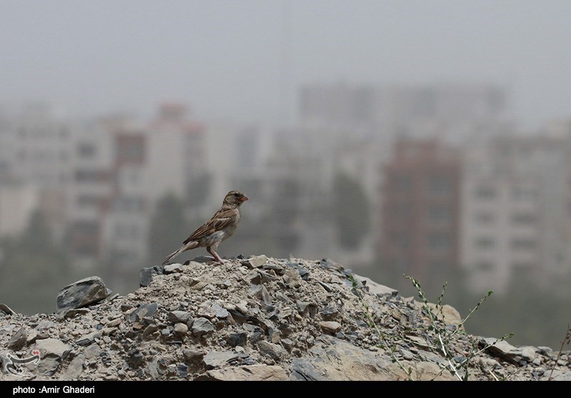 هوای نواحی مرزی استان کرمانشاه غبارآلود می‌شود