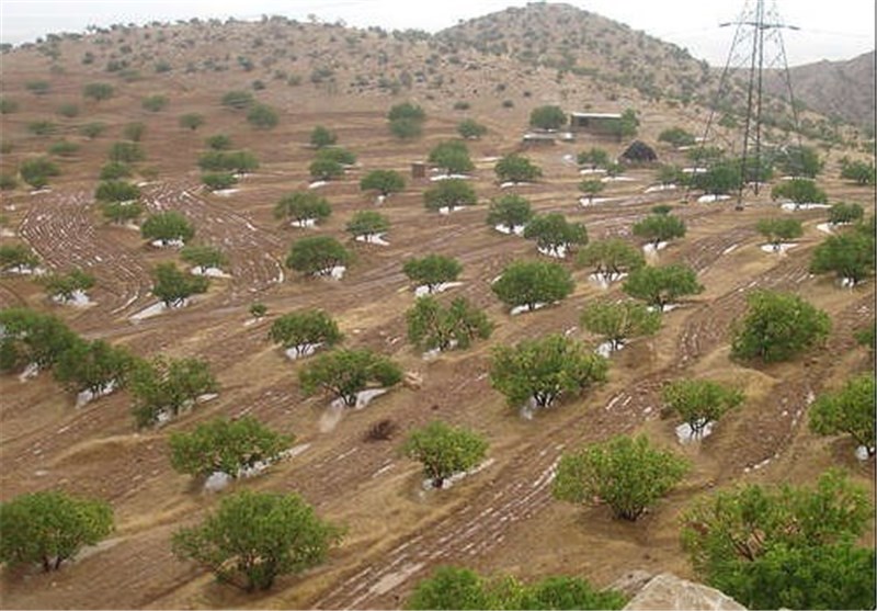 پایان گرده افشانی درختان انجیر و تولید محصولات مرغوب در استان فارس
