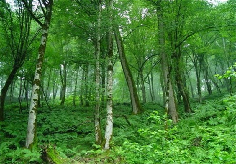 100 هزار هکتار جنگل طبیعی در زنجان از دسترس گردشگران خارج است