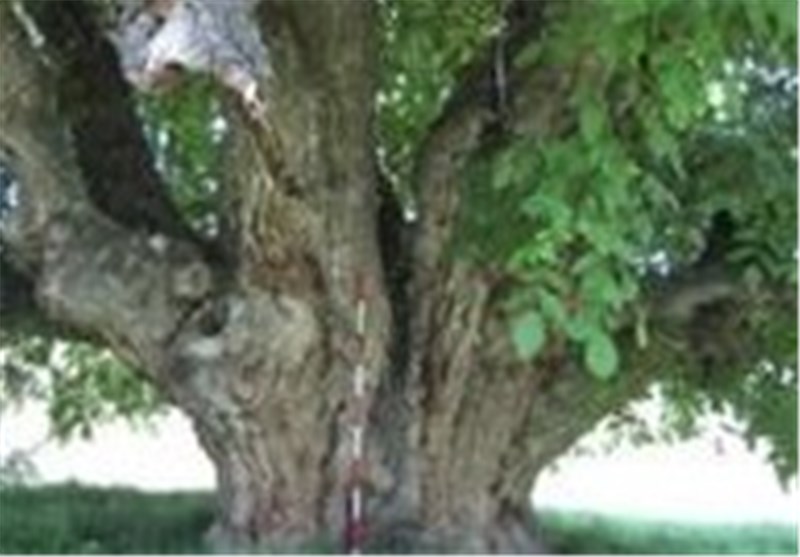 دومین درخت گردوی کهنسال کشور ثبت شد