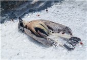 3 دستگاه دولتی، مسئول جلوگیری از مرگ و میر پرندگان در اطراف دریاچه ارومیه شدند