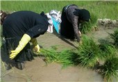 افزایش 50 درصدی سطح زیر کشت برنج در شهرستان آبدانان
