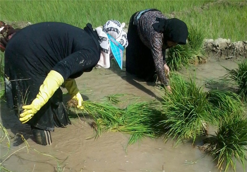 افزایش 50 درصدی سطح زیر کشت برنج در شهرستان آبدانان