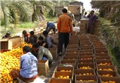 روسیه تعرفه واردات میوه از ایران را حذف می‌کند/ ترکیه نگران شد