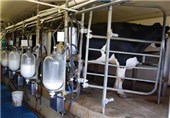 جای خالی &quot; فرآوری&quot; در صنعت شیر استان کهگیلویه و بویراحمد/ &quot;شیر تولیدی&quot; به صورت خام خارج می‌شود