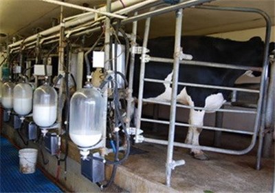 مراکز تولید شیر سنتی در استان مازندران ساماندهی شود