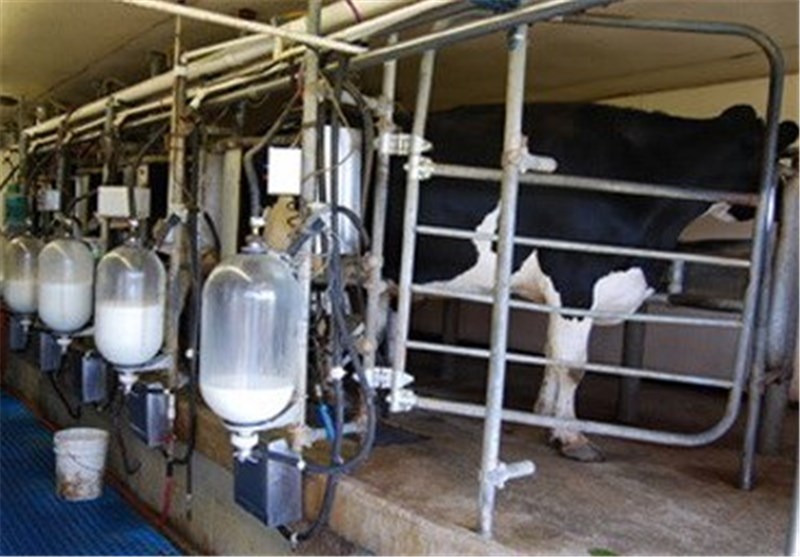 تولید شیرخام در استان کهگیلویه و بویراحمد 7 درصد کاهش یافته است/ ناتوانی تولیدکنندگان از تامین هزینه نگهداری دام‌ها
