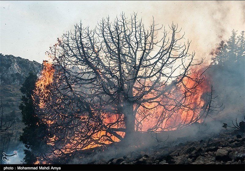 وقوع آتش‌سوزی در جنگل‌های کشور 21 درصد کاهش یافت