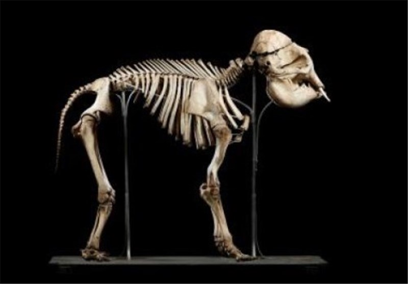 Running for Life: How Speed Restricts Evolutionary Change of Vertebral Column