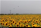 آیین نامه کشت فراسرزمینی از سوی معاون اول رئیس جمهور ابلاغ شد