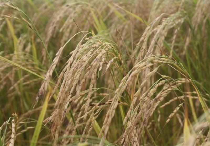 اختلاف برسر آمار و بلایی که دامنگیر تولید برنج شد