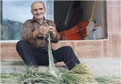 برنج کشاورزان چرام با قیمت پایین توسط دلالان خریداری می‌شود