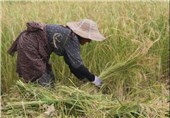 برداشت نخستین خوشه‌های برنج شهرستان سیاهکل + تصاویر