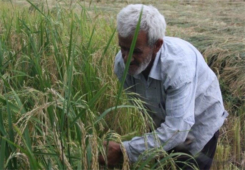 پیش بینی درآمد 144 میلیارد ریالی کشاورزان طارمی از فروش شلتوک برنج