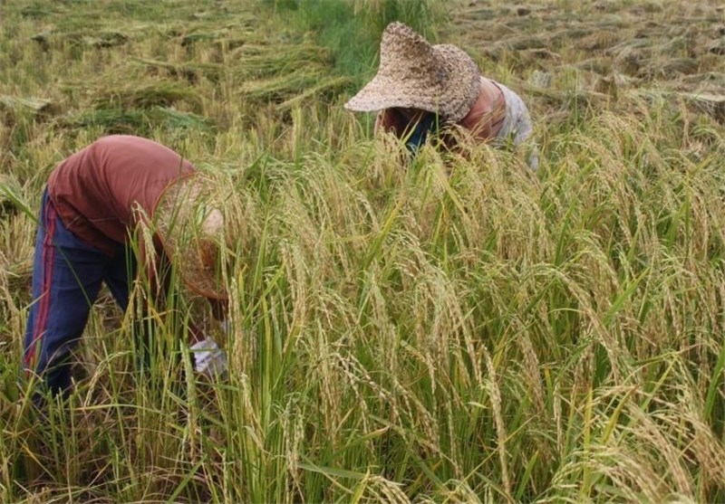 برداشت 15 درصدی برنج از شالیزارهای شهرستان فومن