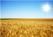 آمادگی خوزستان برای صادرات محصولات کشاورزی به روسیه/رویکرد کشاورزی در خوزستان «ارگانیک» است