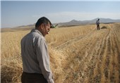 خشکسالی کیفیت گندم و آرد خراسان شمالی را کاهش داده است