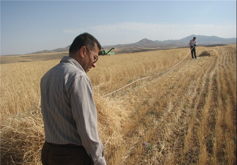 خشکسالی کیفیت گندم و آرد خراسان شمالی را کاهش داده است