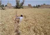 تعاونی‌های توزیع محصولات کشاورزی در اصفهان تشکیل شود
