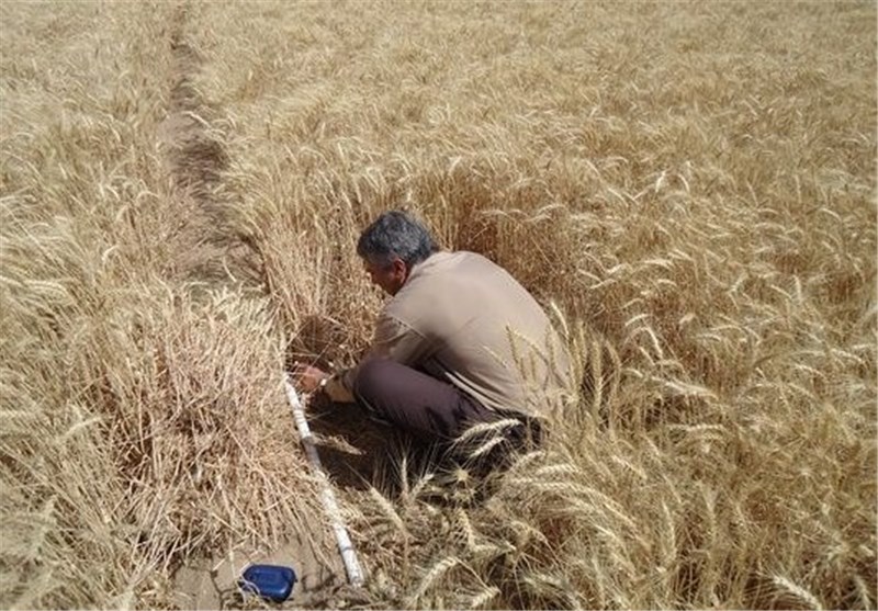 90 درصد هزینه گندم به کشاورزان همدان پرداخت شد