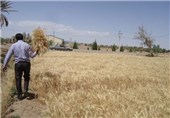 خودکفایی 98 درصدی ایران در تولید هسته‌های اولیه بذر گندم و جو