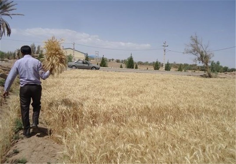 کارآفرینان بخش کشاورزی استان کرمان شناسایی می‌شوند