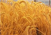 صادرات اولین محموله گندم دروم ایران به مقصد ترکیه