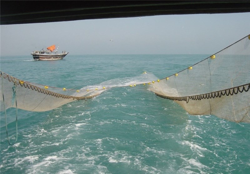 مجوز صید میگو برای 900 قایق صیادی در بوشهر صادر شد‌