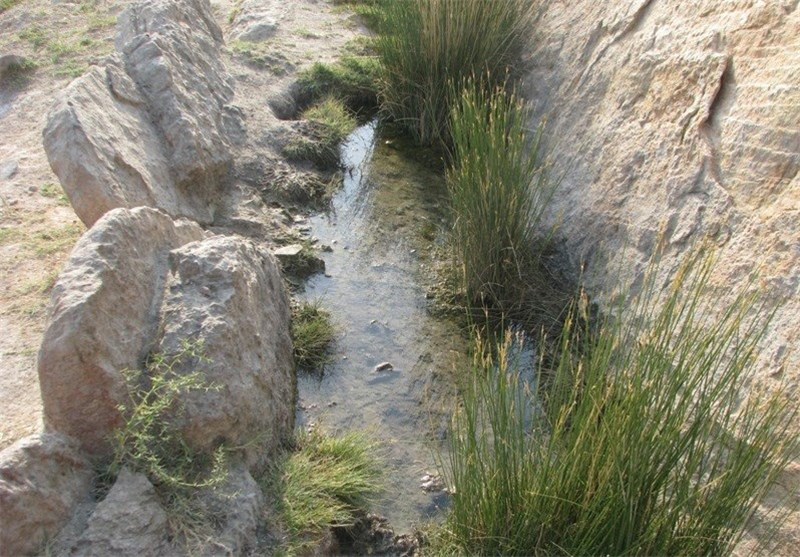 اقدامات حفاظتی در مناطق شکار ممنوع اردبیل افزایش می‌یابد