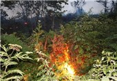 جنگل‌ صفرابسته آستانه‌اشرفیه در آتش سوخت