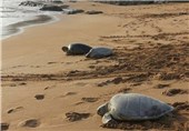 بوشهر| پایش لاک‌پشتان دریایی اثر طبیعی ملی خارگو انجام شد