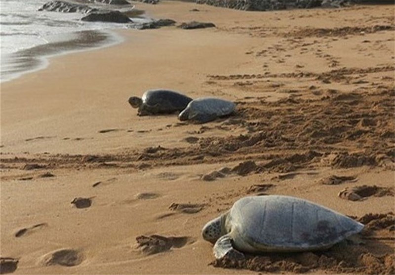 لاک‌پشت منقارعقابی برای تخم‌گذاری در جزیره خارگ لانه‌گزینی کردند