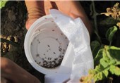 20 میلیون زنبور براکون در مزارع استان فارس رها شدند