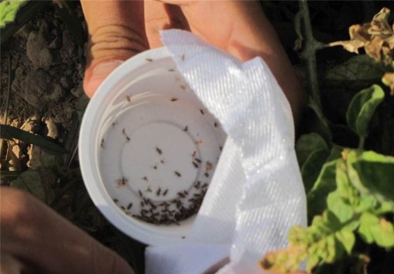20 میلیون زنبور براکون در مزارع استان فارس رها شدند