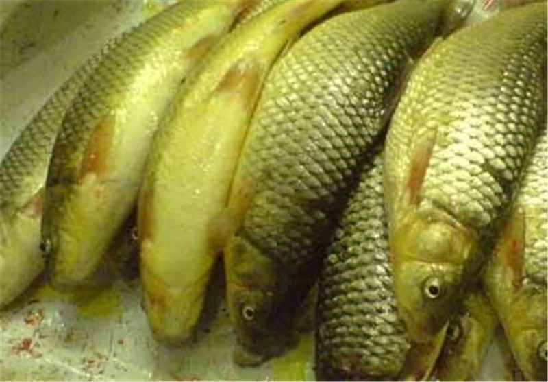 18 هزار تن ماهی گرمابی و سردآبی در کرمانشاه تولید شد