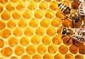 سالانه 65 تن عسل در پلدختر تولید می‌شود