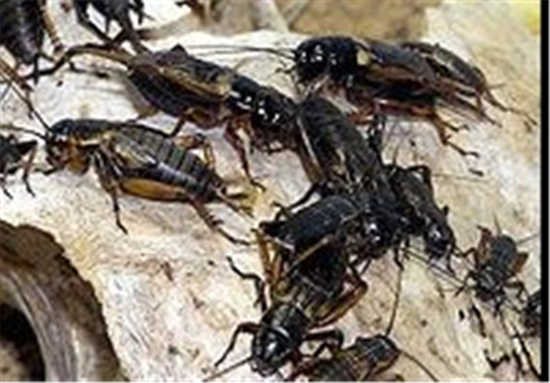جیرجیرک‌ها مهمان ناخوانده شهرهای خوزستان / حشرات مزاحمی که‌ آرامش کشاورزان را مختل کرده‌اند‌