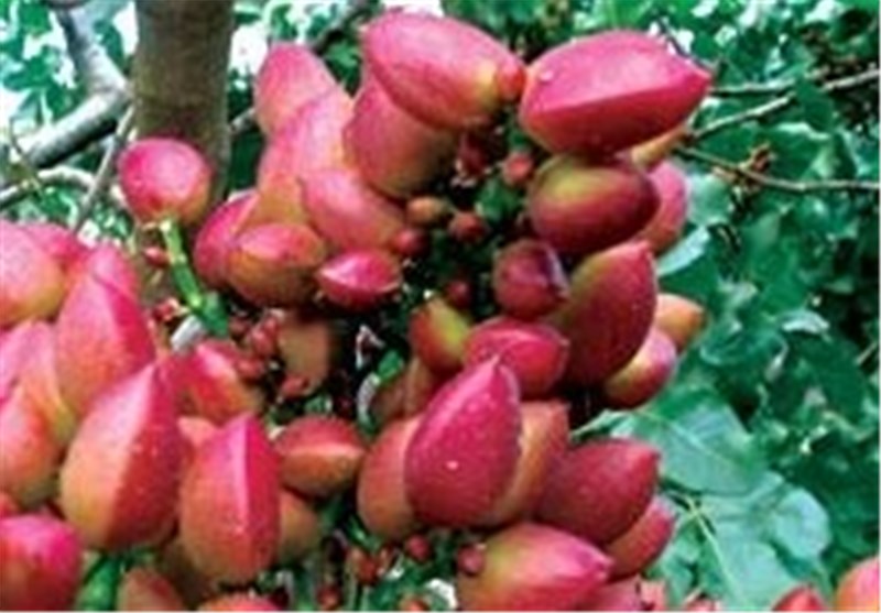 جشن پسته و انگور در قزوین احیا شود