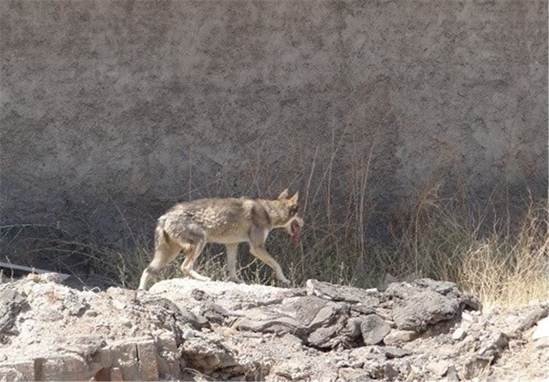 گرگ سرگردان در کرج + تصاویر