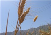 10 هزار تن گندم دروم فارس در بورس عرضه شد