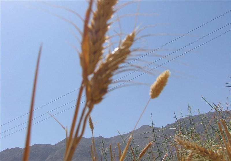 تولید گندم‌های بذری در استان زنجان 15 درصد افزایش یافت