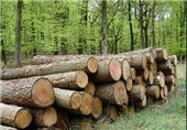 طرح زراعت چوب در 400 هزار هکتار از اراضی استان کرمانشاه اجرا می‌شود