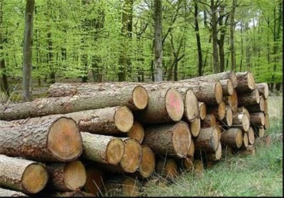  زراعت چوب در کشور دوباره رونق گرفت/ سود خالص ۹۰ میلیون تومانی در هر هکتار 