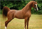 سالهاست اسب با هواپیمای مخصوص وارد می‌شود/ قیمت برخی اسب‌ها تا 500 میلیون تومان