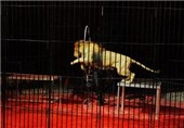 سیرک « قهرمانی» به علت شرایط بد نگهداری حیوانات پلمب شد