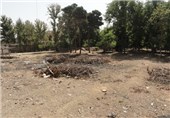 قطع درختان باغ حصارک کرج مورد تائید شورای شهر است